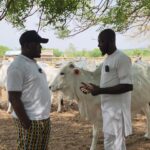 NSIA, UK firm sign $500m dairy deal