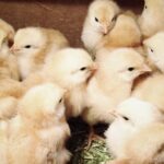 Food Security: FG releases new chicken breed, 57 crop varieties