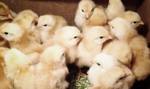 Day-old-chicks